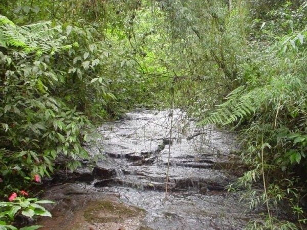 Leia mais sobre o artigo Projeto garante proteção da mata ciliar em Guaraciaba