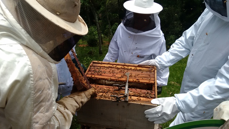 Leia mais sobre o artigo Bandeirante realiza curso de apicultura