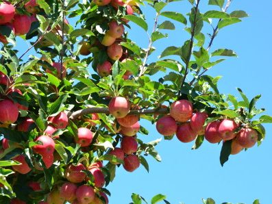 Read more about the article Coleta de amostras para a análise foliar da macieira deve ser feita entre janeiro e fevereiro