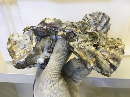 Read more about the article Epagri testa cultivo de ostras para produção de carne desconchada