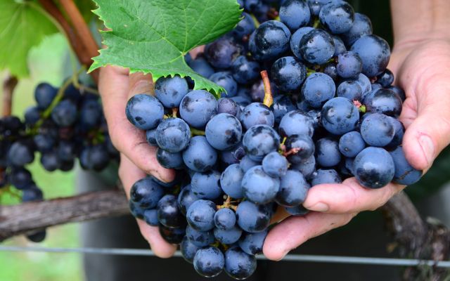Leia mais sobre o artigo Curso de vinhos artesanais capacita produtores em Lajeado Grande