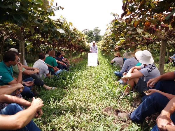 Leia mais sobre o artigo Porto União promove dia de campo sobre cultivo de videira orgânica