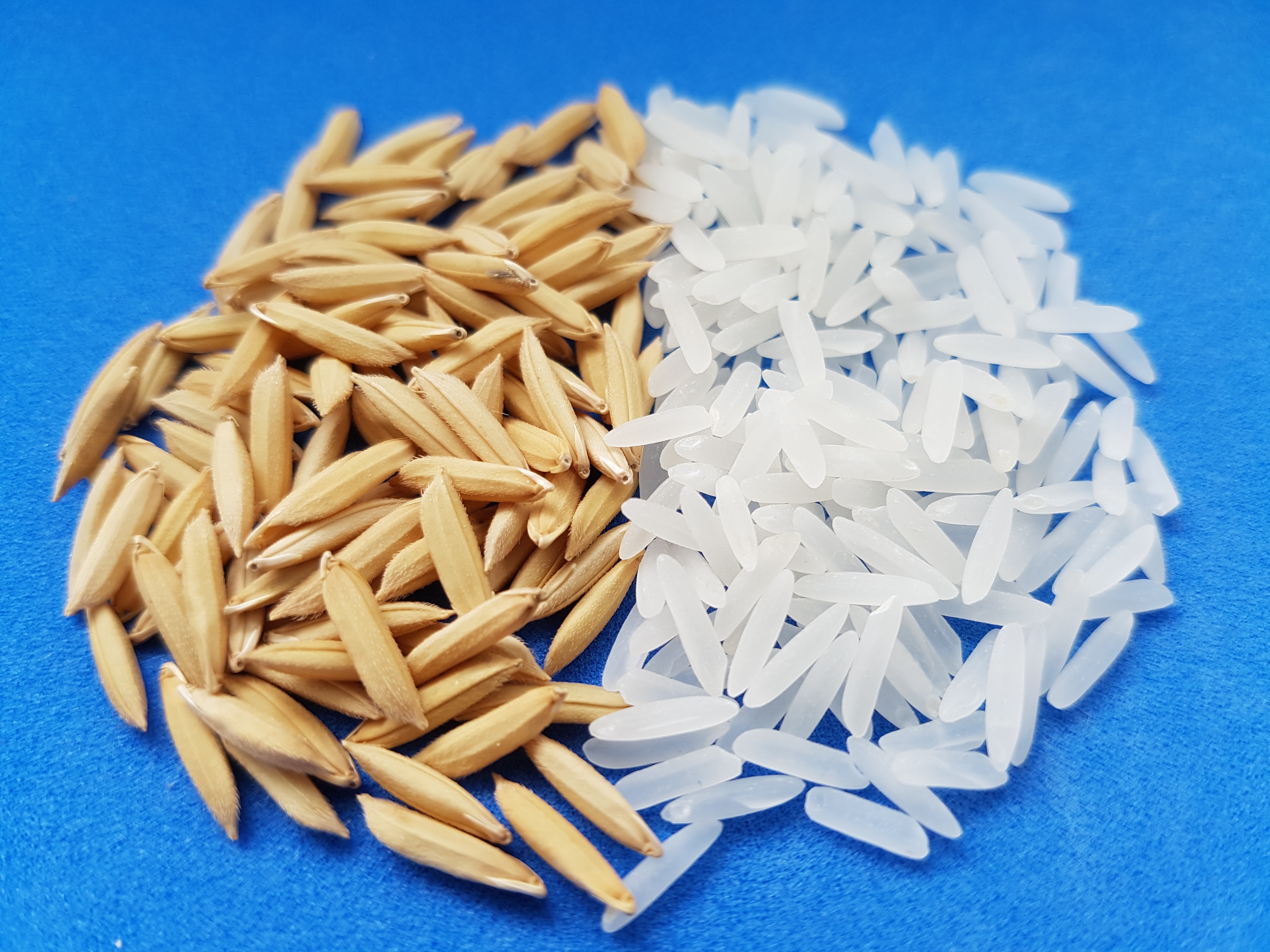 Leia mais sobre o artigo Epagri lança cultivar de arroz branco SCS124 Sardo no dia 6