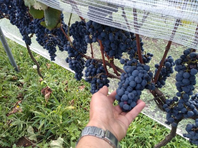 Leia mais sobre o artigo Uvas viníferas resistentes a doenças revelam bom potencial em São Joaquim