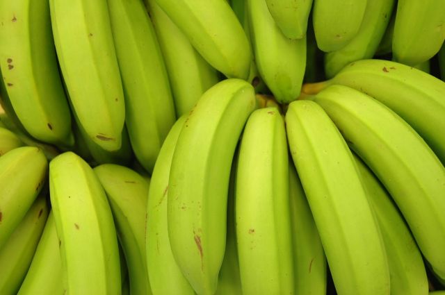 Leia mais sobre o artigo Santa Catarina registra exportação recorde de banana