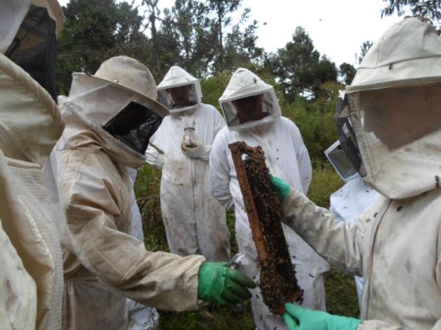 Leia mais sobre o artigo Epagri orienta jovens apicultores em Porto União       