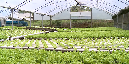 Leia mais sobre o artigo Hidroponia: sistema de cultivo sem o solo garante  bons resultados em Indaial