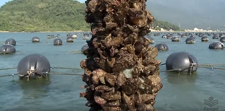 Leia mais sobre o artigo Cultivos de ostras e mexilhões de Balneário Camboriú estão interditados