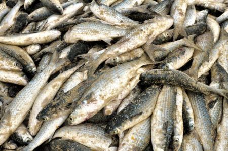 Leia mais sobre o artigo Feira do Peixe: confira onde comprar o pescado para a Semana Santa