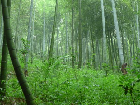 Leia mais sobre o artigo Epagri busca desenvolver a cadeia produtiva do bambu em Santa Catarina