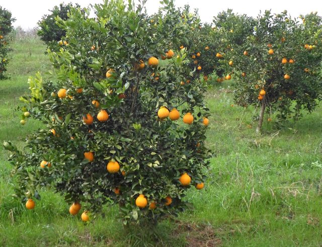 Leia mais sobre o artigo Produção orgânica de citros é destaque em Abdon Batista