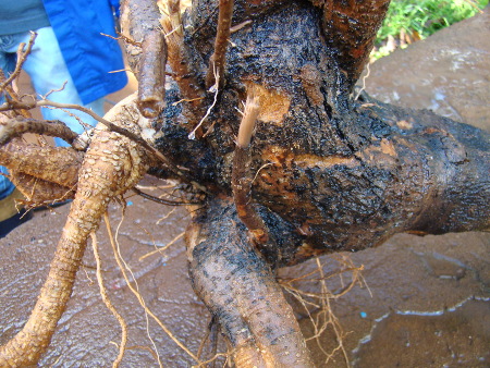 Leia mais sobre o artigo Pesquisadores da Epagri identificam pela primeira vez no Brasil fungo que ataca videiras e oliveiras