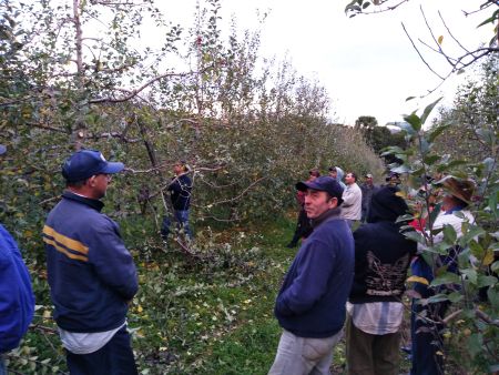 Leia mais sobre o artigo São Joaquim realiza tarde de campo sobre poda e condução da macieira