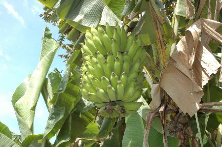 Leia mais sobre o artigo SC usa meteorologia para prever ocorrência de doenças nas lavouras