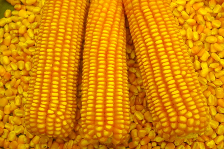 Leia mais sobre o artigo Milho recupera área plantada em Santa Catarina