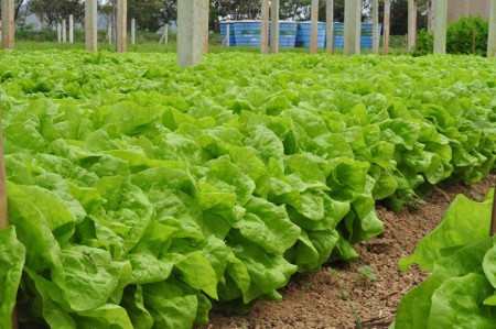Leia mais sobre o artigo Selecionada empresa que vai multiplicar sementes de alface e tomate orgânicos da Epagri