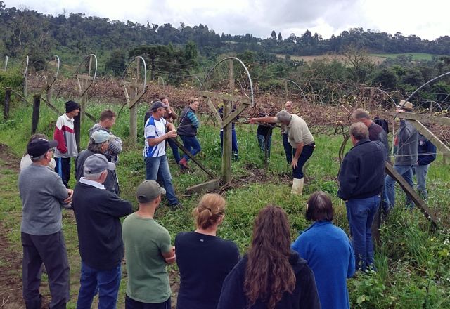 Leia mais sobre o artigo Epagri capacita agricultores de Porto União em poda de uva e pêssego