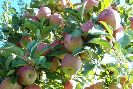 Read more about the article Ciclo de palestras amplia conhecimento técnico dos produtores de maçã