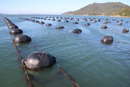Leia mais sobre o artigo Epagri promove pesquisa em controles sanitários de moluscos com impacto internacional