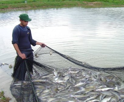 Read more about the article Santa Catarina aumenta em 10,6% a produção de peixes de água doce