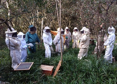 Read more about the article Epagri capacita apicultores de Porto União em manejo produtivo das colmeias   