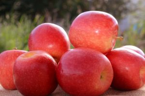 Indicações Geográficas de Santa Catarina: maçã fuji de São Joaquim