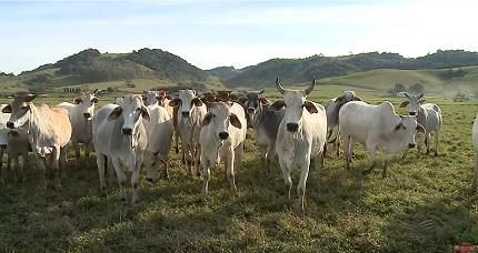 Leia mais sobre o artigo Produtores de carne investem na criação de novilhos precoces