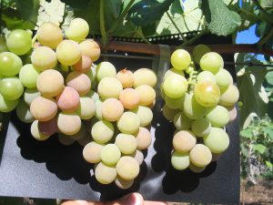 Indicação Geográfica de Santa Catarina - vinho da uva Goethe