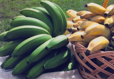 Leia mais sobre o artigo Epagri promove atualização de técnicos que atuam na produção de banana em SC
