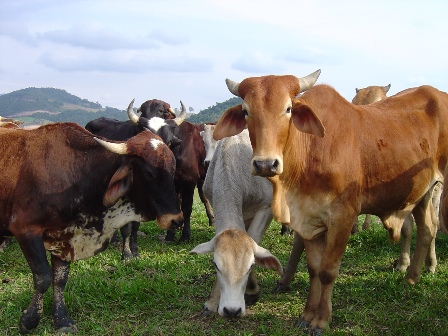 Leia mais sobre o artigo Melhoramento genético de bovinos é tema de seminário em Videira