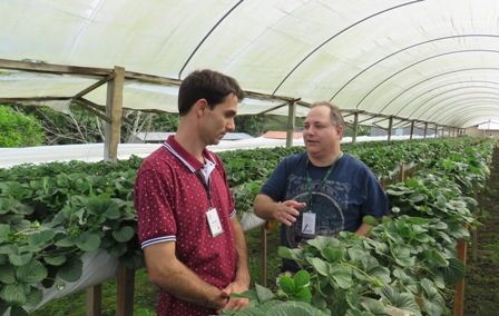 Leia mais sobre o artigo Manejo do morango semi-hidropônico é tema de encontro no Sul do Estado