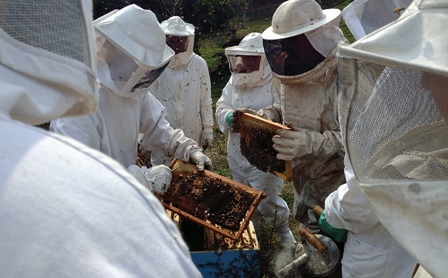 Read more about the article Jovens apicultores de Porto União buscam melhorar a produção de mel