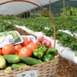 Hortaliça limpa: SC reduz o uso de agrotóxicos e adota rastreabilidade