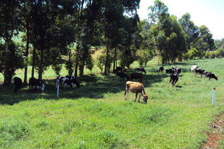 Read more about the article Epagri avalia trabalho com propriedades produtoras de leite da região de Chapecó