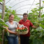 Produção de hortaliças em abrigo mantém jovem rural na propriedade