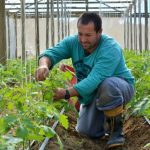 Tecnologias da Epagri impulsionam a produção de hortaliças orgânicas