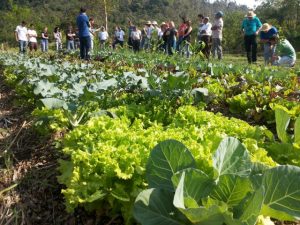 Hortaliça limpa em SPDH