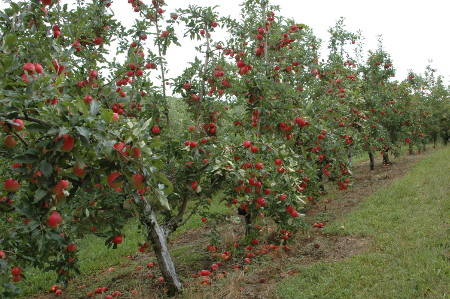 metodologia para mapeamento da maçã