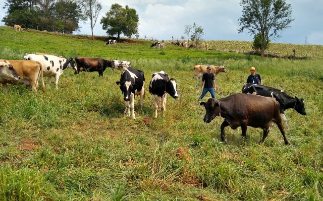 Read more about the article Famílias aprimoram o conhecimento em produção de leite em Paraíso