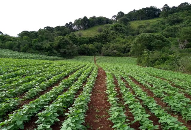 Leia mais sobre o artigo Agricultores debatem tecnologias para produção de feijão em São José do Cerrito