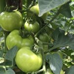 Epagri realiza dia de campo sobre SPDH de tomate em Anitápolis