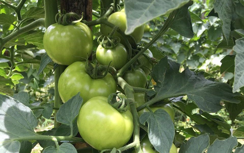 Leia mais sobre o artigo Epagri realiza dia de campo sobre SPDH de tomate em Anitápolis