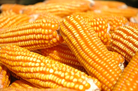 Read more about the article Boletim Agropecuário de novembro registra aumento do preço do milho em SC