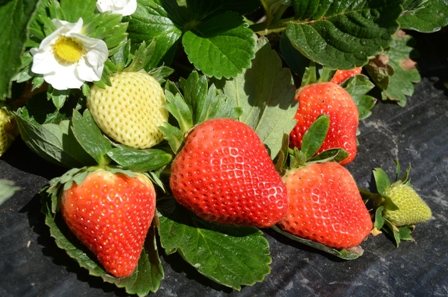 Leia mais sobre o artigo Morango orgânico garante a independência financeira de família de Ouro Verde