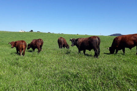 Leia mais sobre o artigo Pesquisa avalia sistemas forrageiros para aumentar ganho de peso do gado de corte