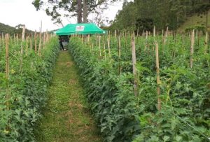 SPDH, plantio direto de hortaliças, tomate