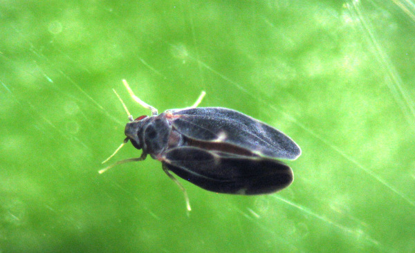 Leia mais sobre o artigo Pesquisadores da Epagri relatam ocorrência inédita em SC de praga dos citros