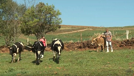 Read more about the article Homeopatia é usada com sucesso no combate de verrugas em bovinos