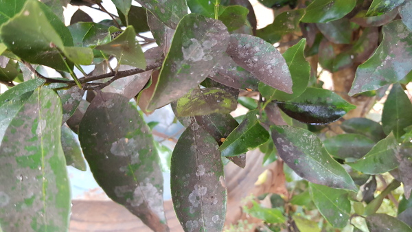 mosca-negra-dos-citros_fumagina-em-folhas