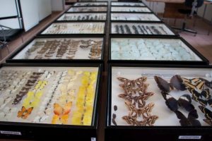 Read more about the article Museu Entomológico da Epagri de Caçador recebe selo do IBRAM